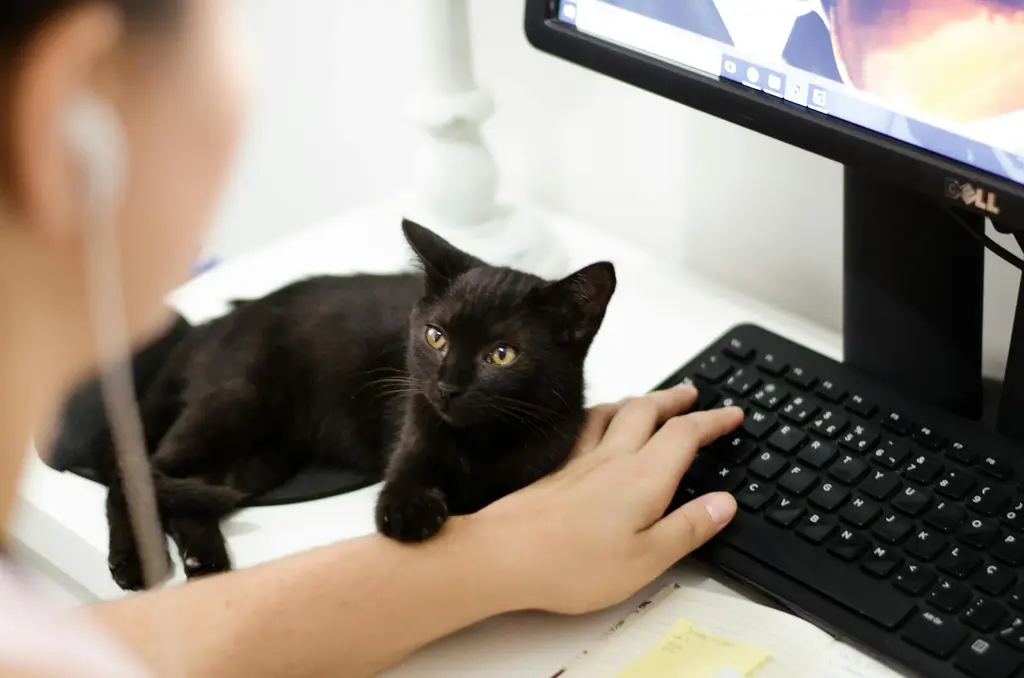 a cat sitting with a woman working on her computer